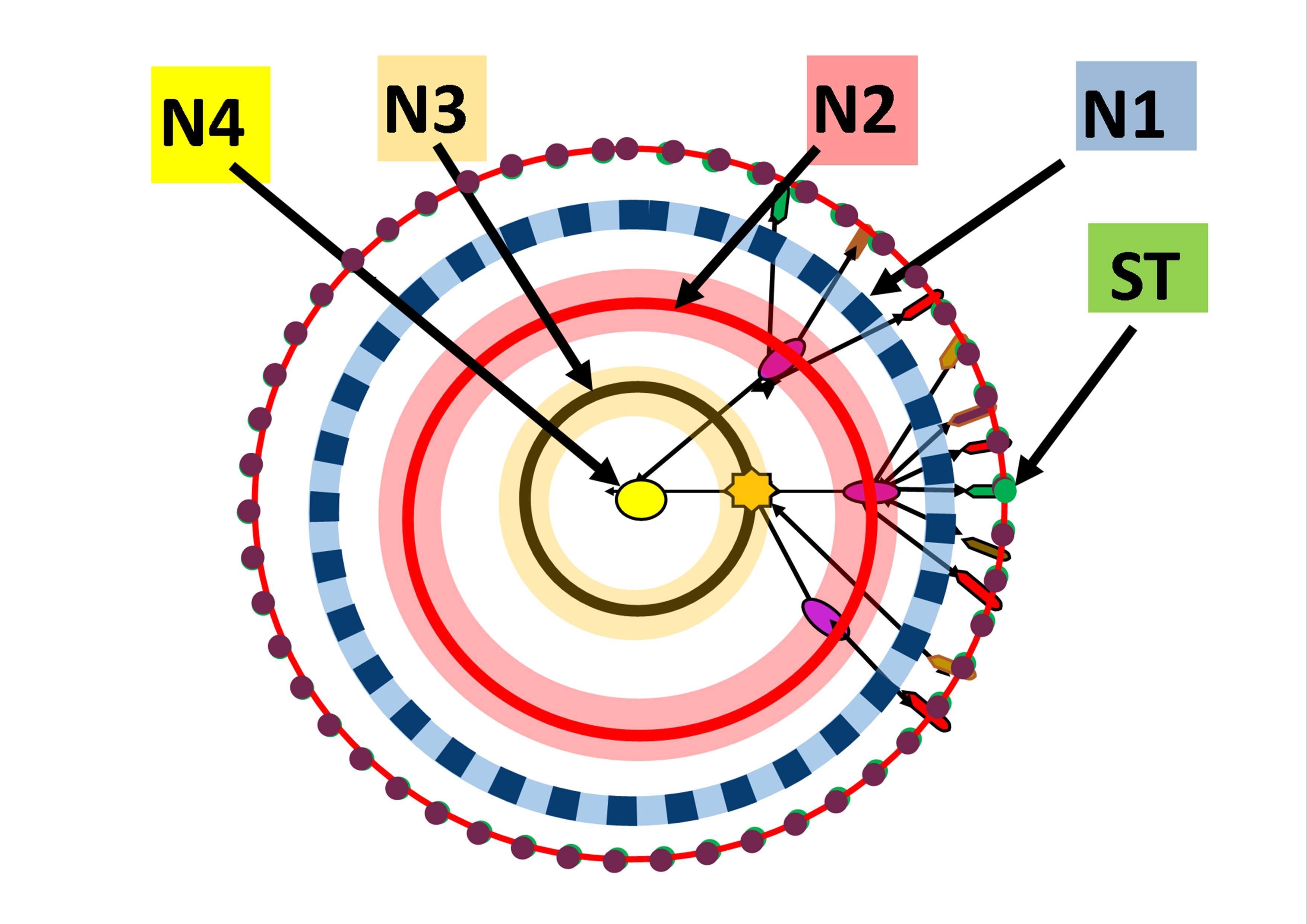 Nucleotoroide Corte del por el Ecuador.jpg